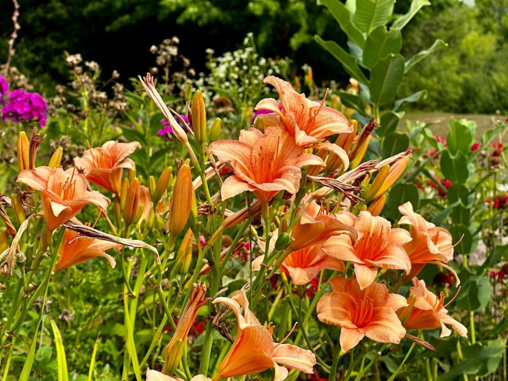 a bunch of flowers that are in the grass