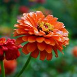 a close up of a flower with a blurry background
