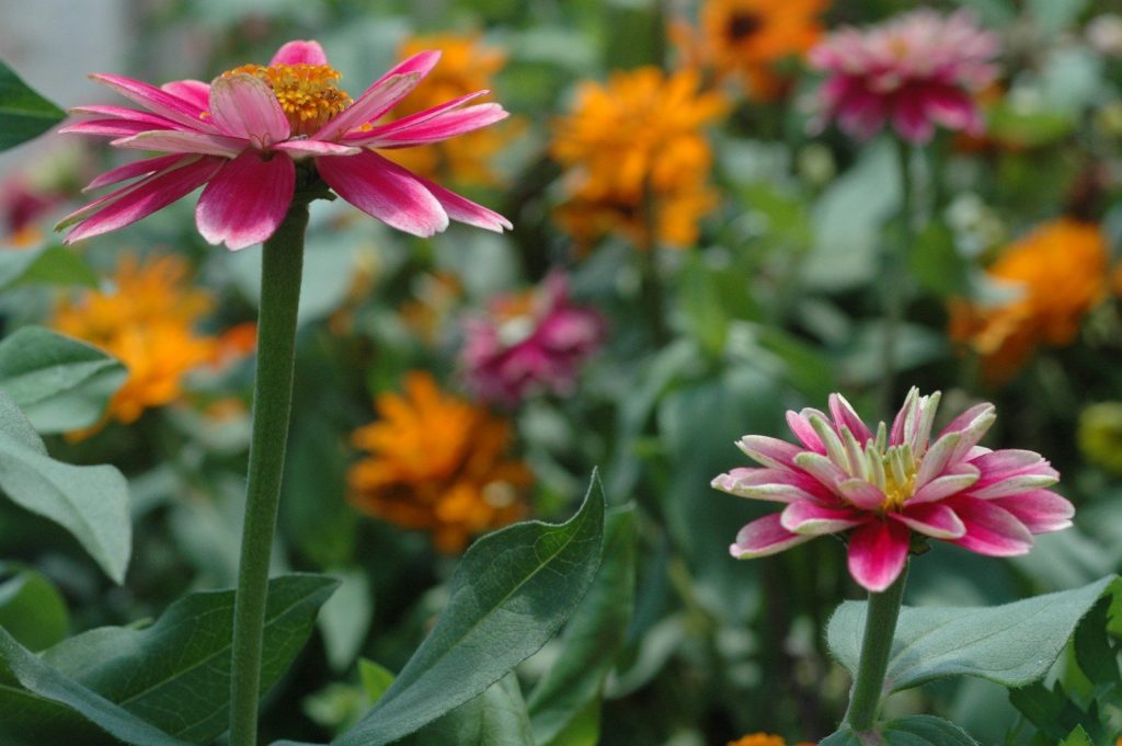 a bunch of flowers that are in the grass