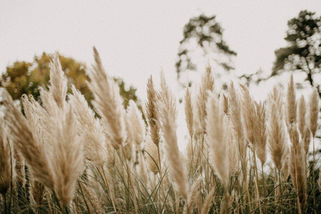 a field of tall grass with trees in the background