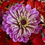 a group of colorful flowers