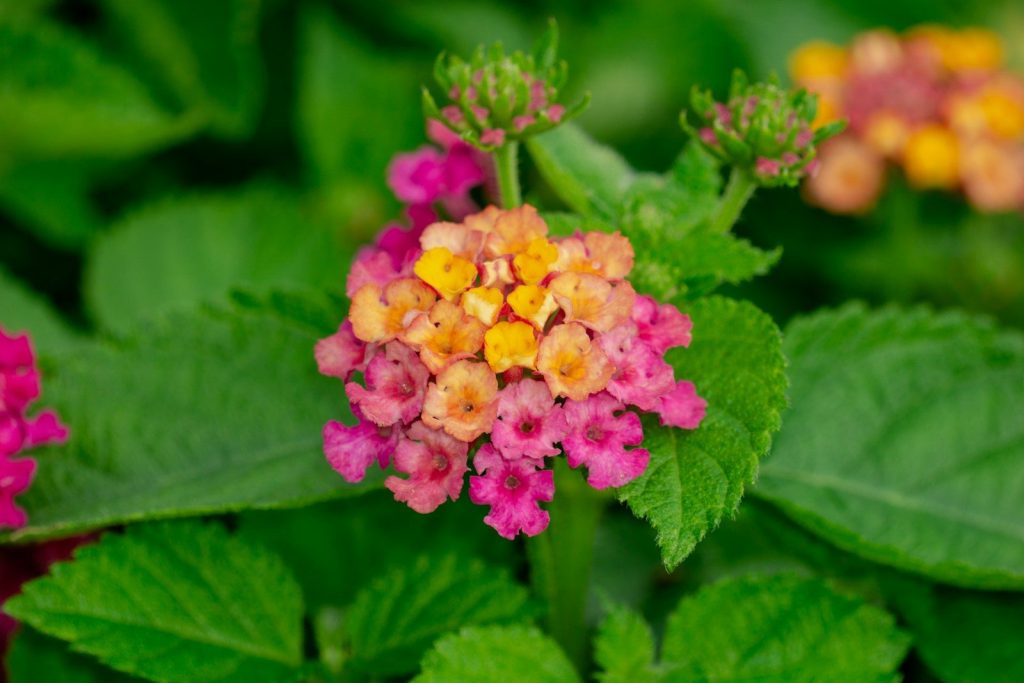 A close up of a pink and yellow flower