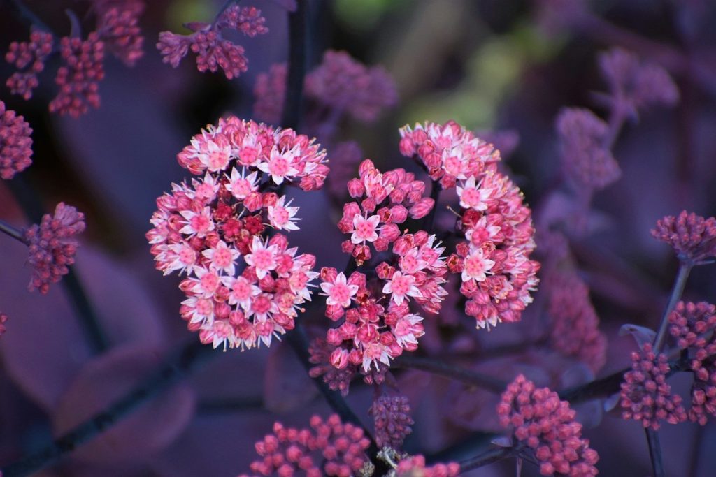 shallow focus photo of pink flowers