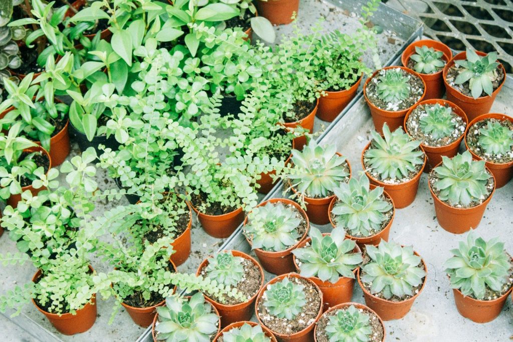 green succulents and green plants on pots