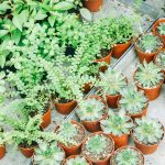 green succulents and green plants on pots