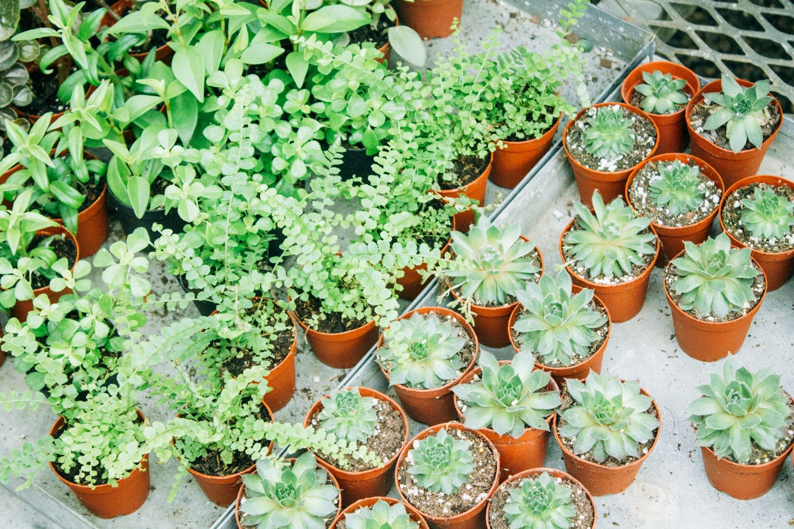 9 Plants That Grow Best in Pots and Containers