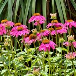 a bunch of pink flowers in a garden
