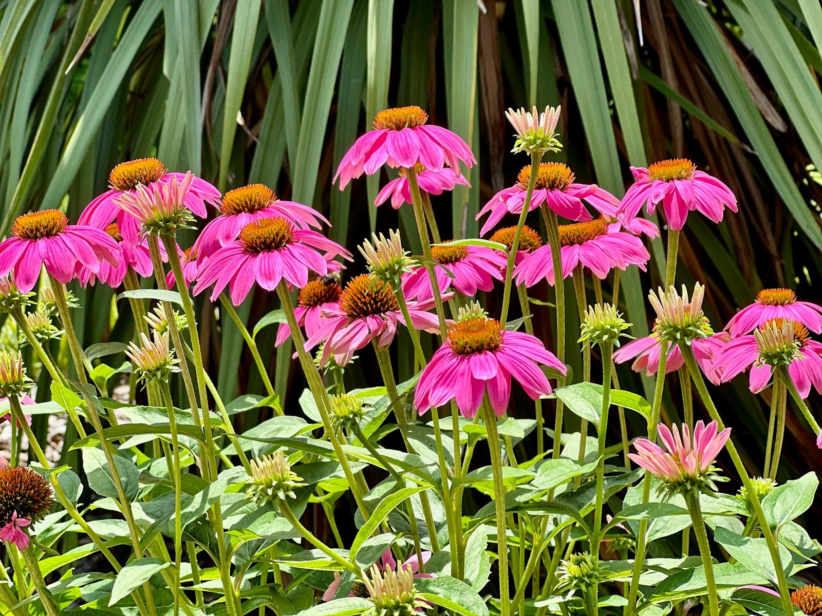 8 Tough Perennials for a Low-Maintenance Garden