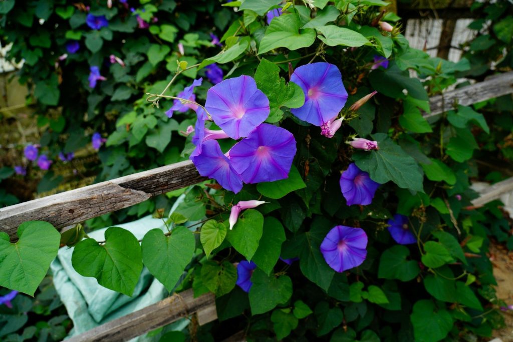 A bunch of purple flowers growing on a wooden fence