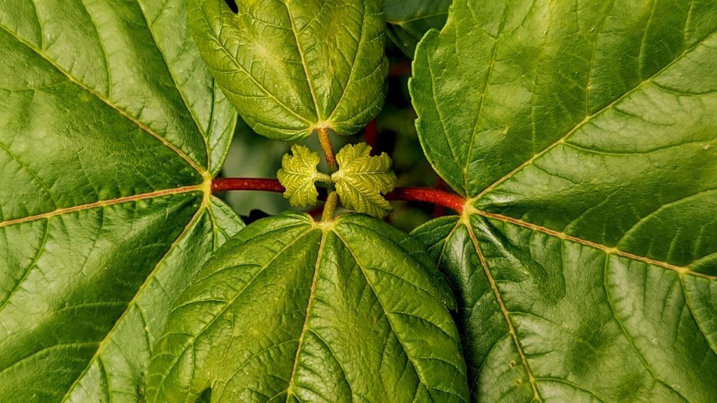 Green leaves radiate from a central point.