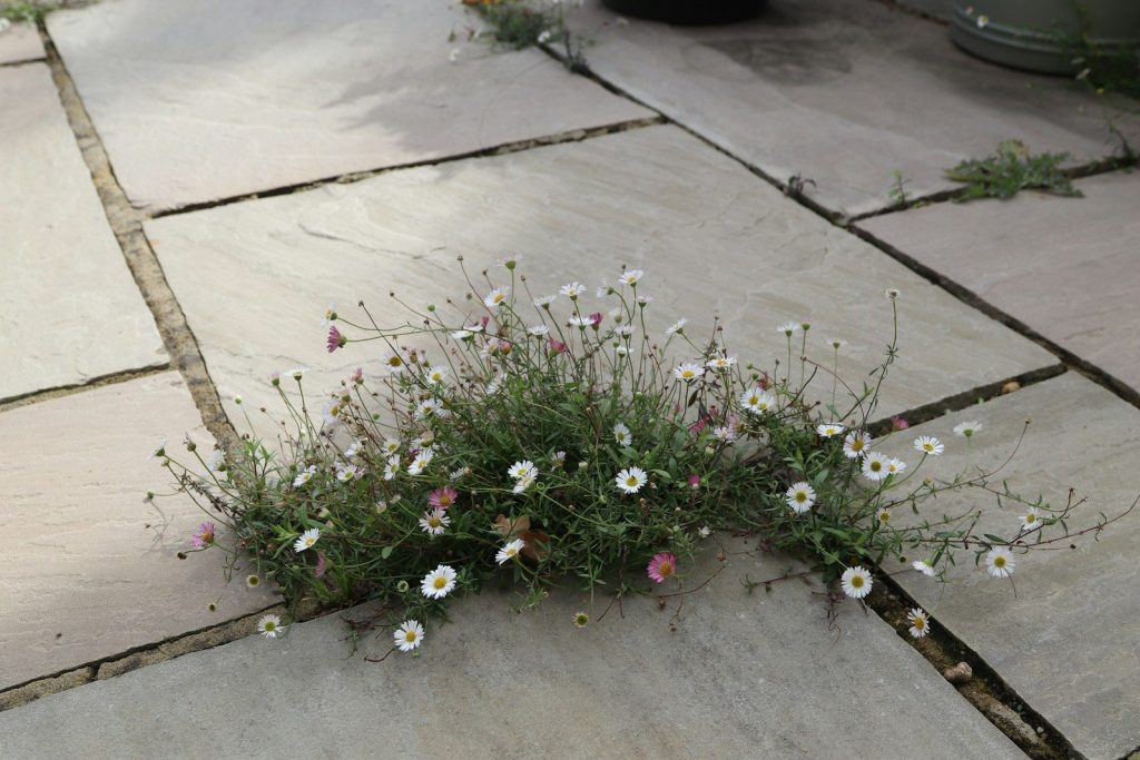 Wildflowers growing between paving stones