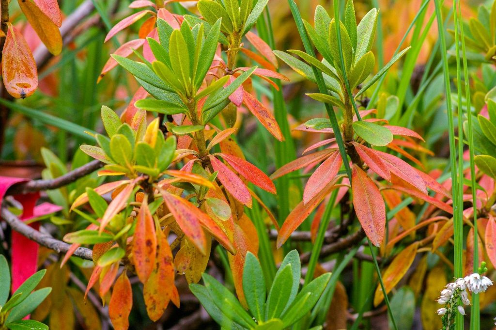 green and orange leaves plant