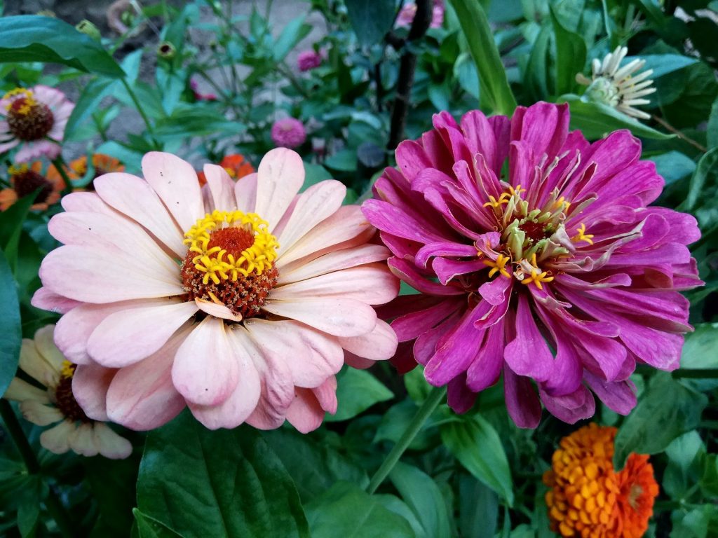 a group of flowers