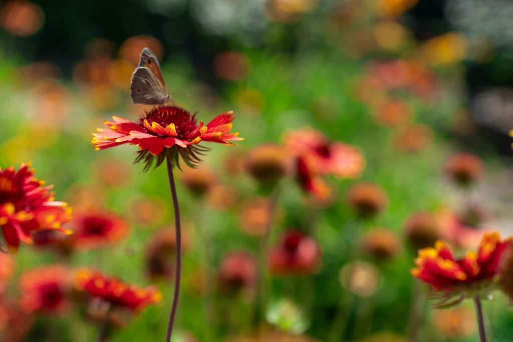 A butterfly sits on a red and orange flower.