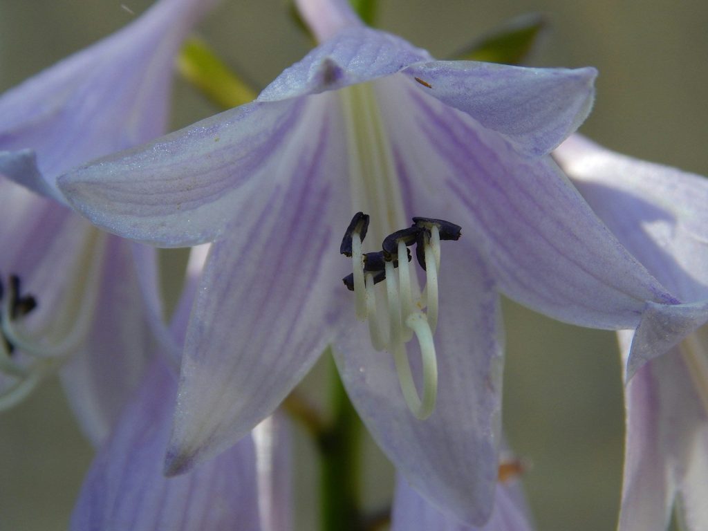 a bee on a flower