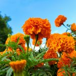 a field of orange flowers with trees in the background