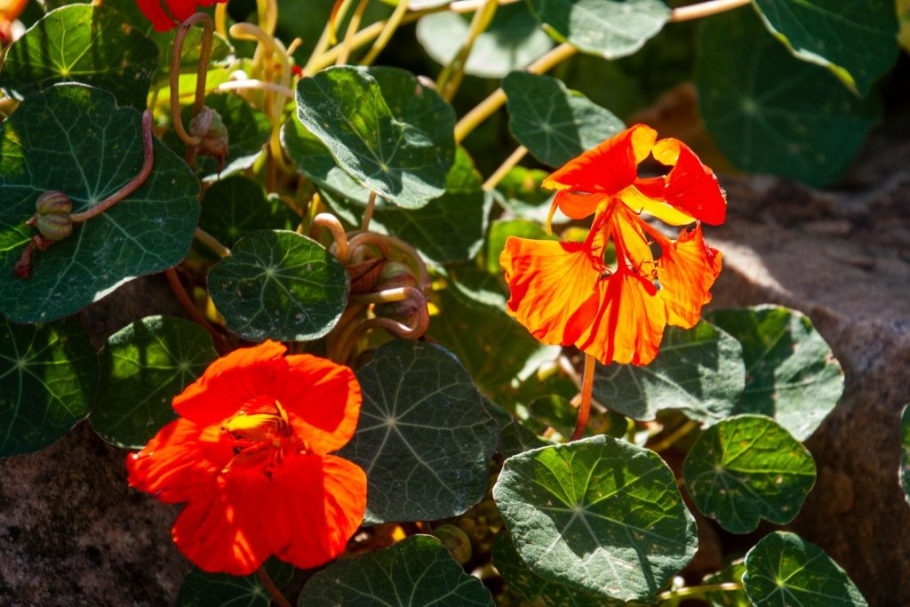 Vibrant orange flowers bloom among round green leaves.