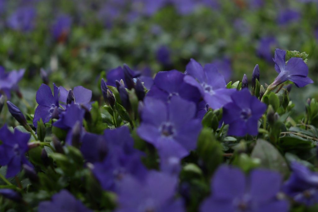 A field of small purple flowers in bloom.