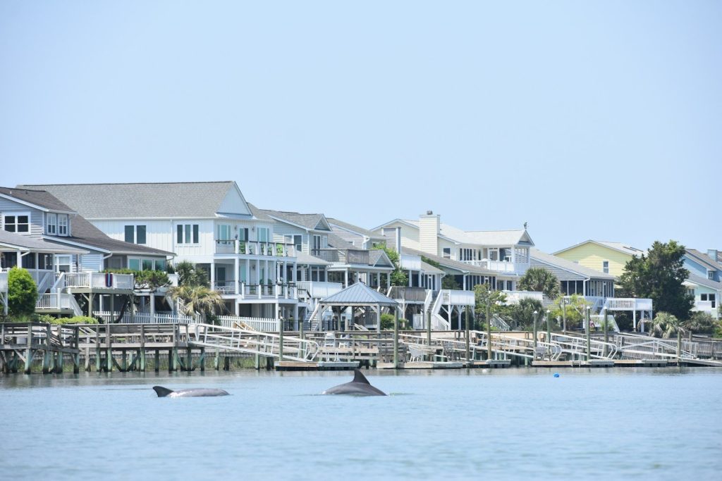 two dolphins swimming in the water near a row of houses