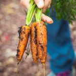 person holding carrots