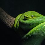 green snake on brown branch close-up photo