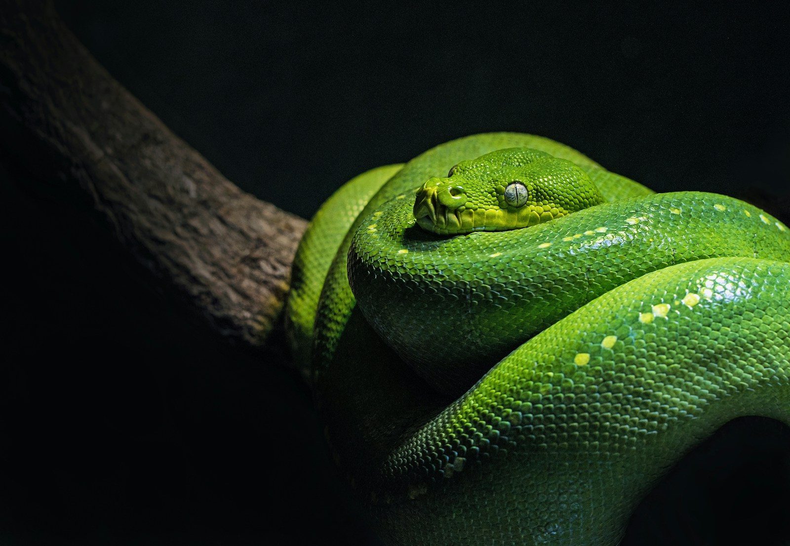 8 Smells That Help Keep Snakes Away From Your Yard