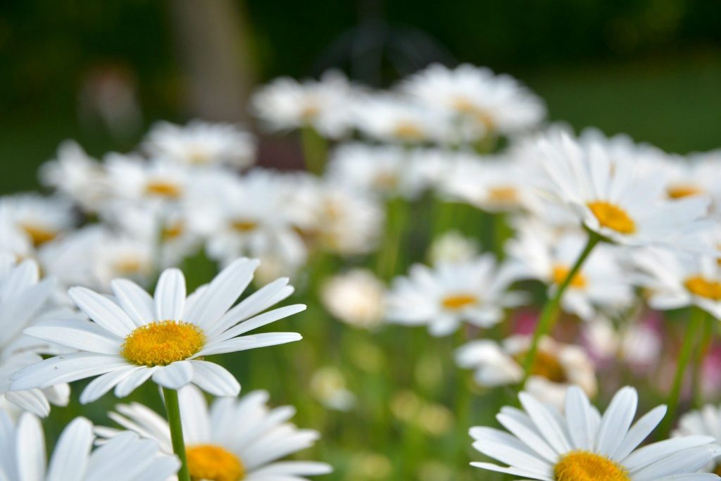 a close up of white flowers