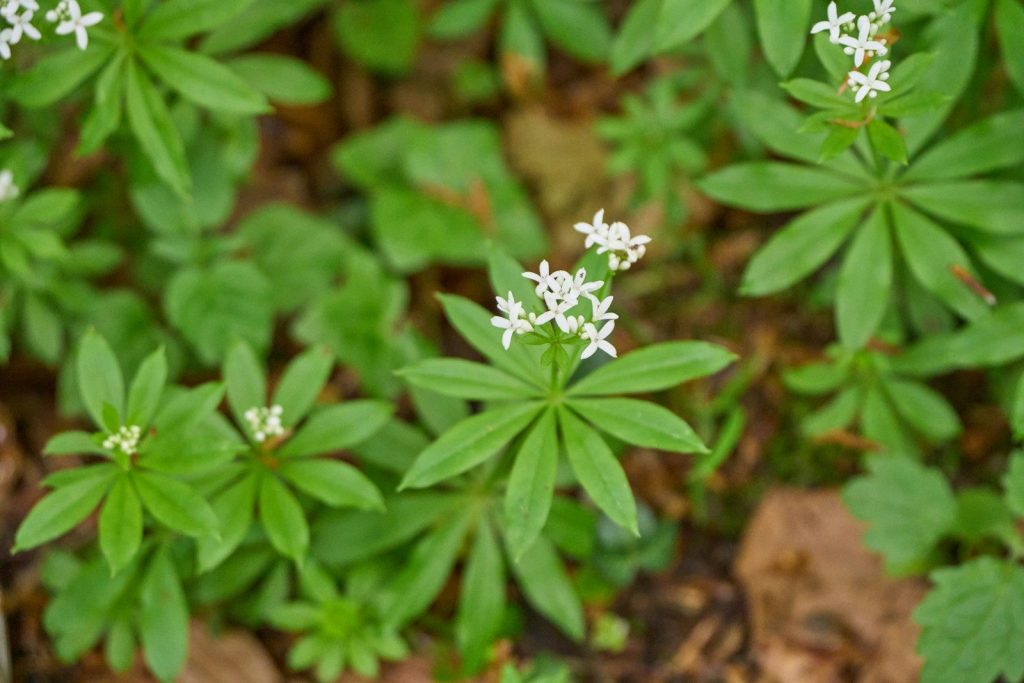 a close up of a plant with white flowers