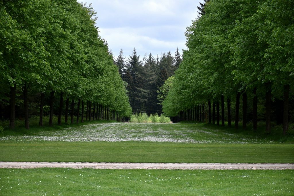 Lined path through a lush green park with tall trees.