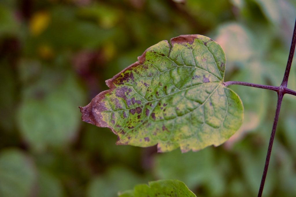 a close up of a leaf on a plant