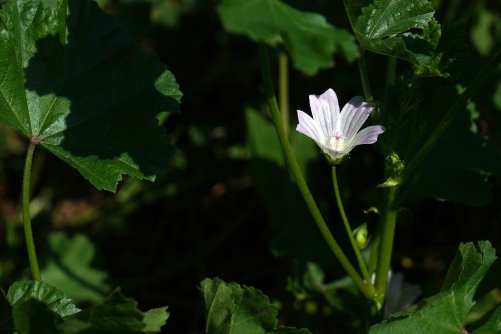 A white flower is growing in the grass