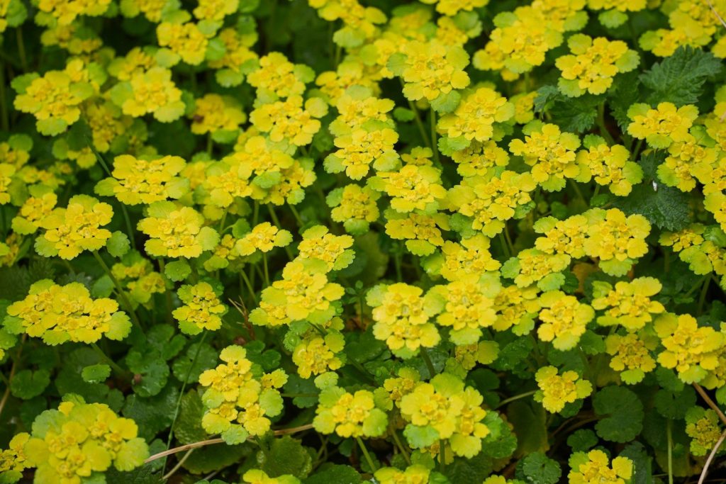 small yellow flowers with green leaves in a field
