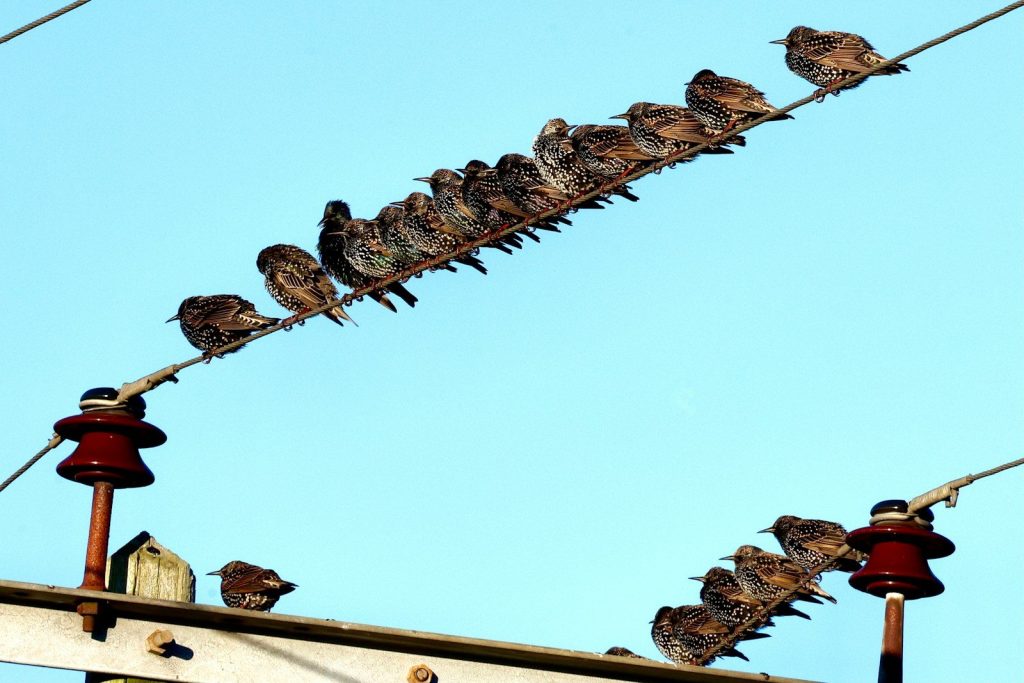 a flock of birds sitting on top of a power line