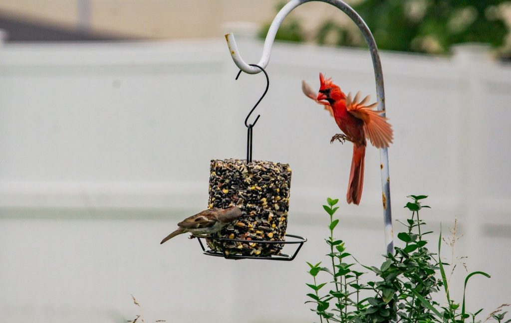 a couple of birds that are on a bird feeder