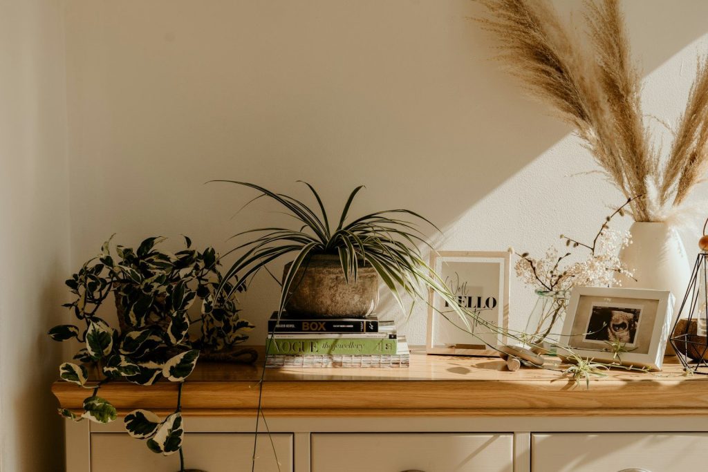 green plant on white wooden shelf