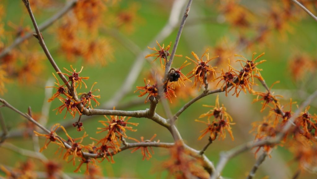 Orange witch hazel flowers on a branch
