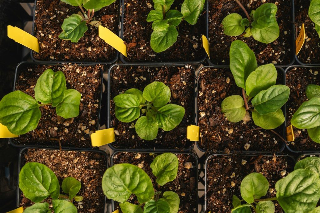 a close up of a bunch of plants with yellow tape on them