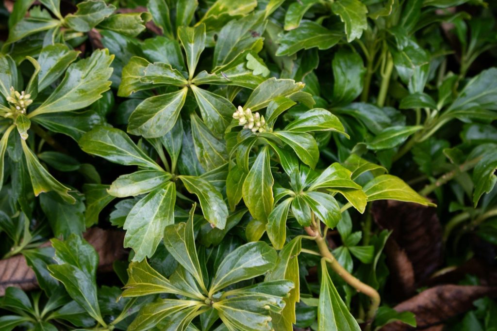 Green plants with small white flowers.