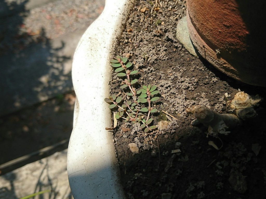 a close up of a potted plant in dirt