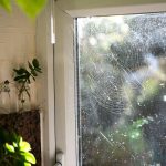 a window with a plant outside