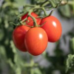 a bunch of tomatoes hanging from a plant