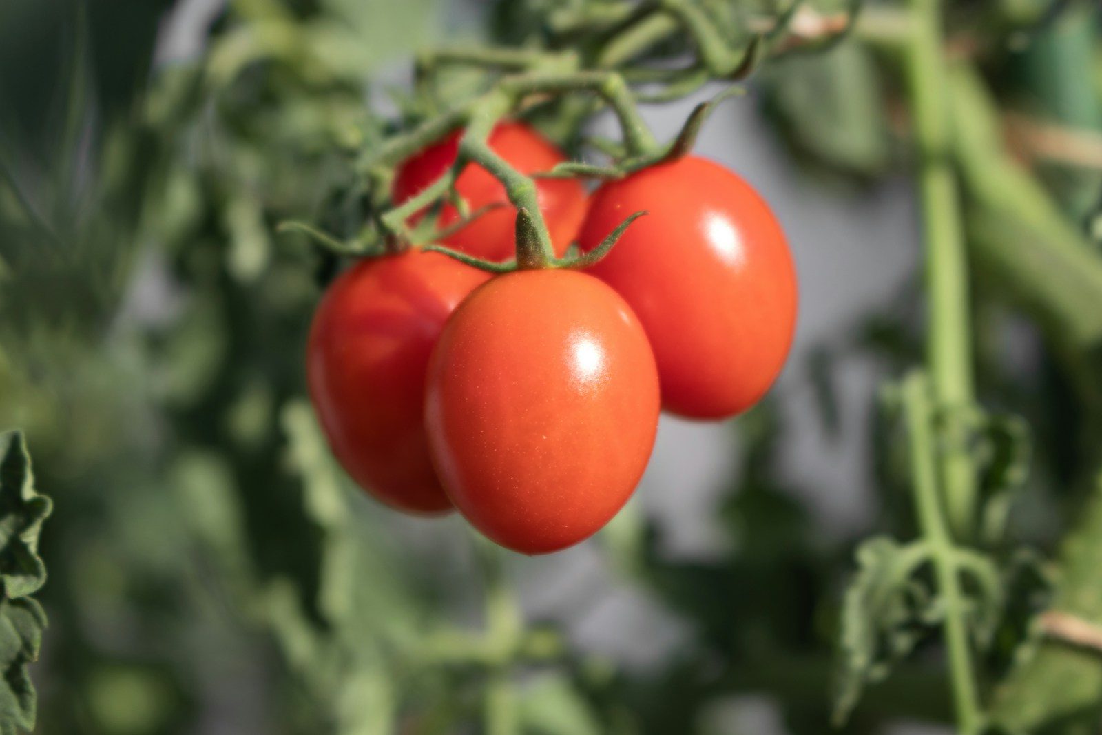 Plant These Next to Tomatoes for Bigger, Healthier Harvests