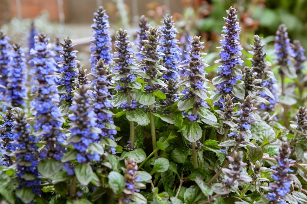 Beautiful blue flowers bloom in a garden.