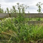 a wooden fence surrounded by tall grass and weeds