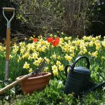 a garden filled with lots of yellow flowers
