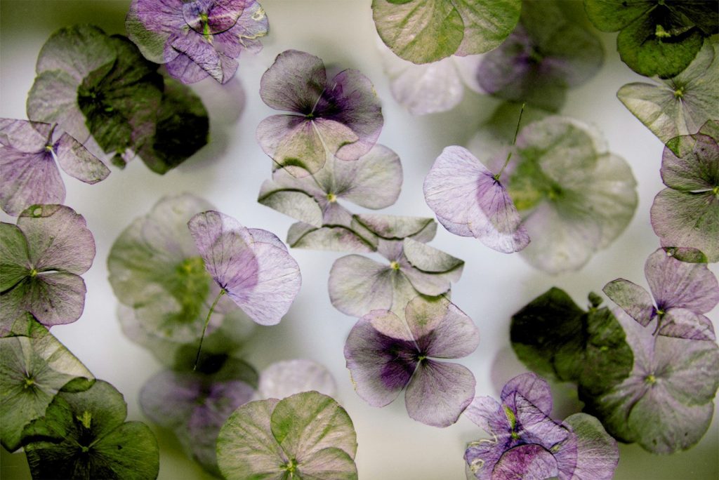 Scattered purple and green flower petals on a white surface.
