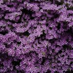 purple flower field during daytime