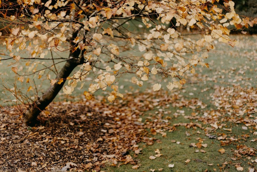 A tree that has fallen leaves on it