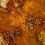 closeup photo of brown seads