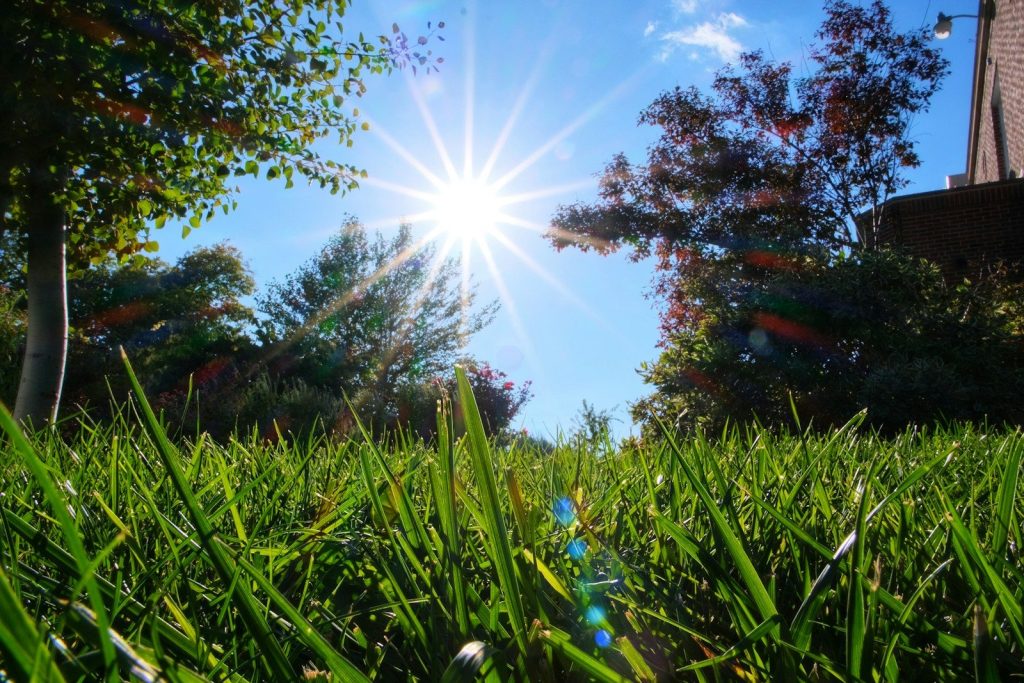 the sun shines brightly through the trees and grass